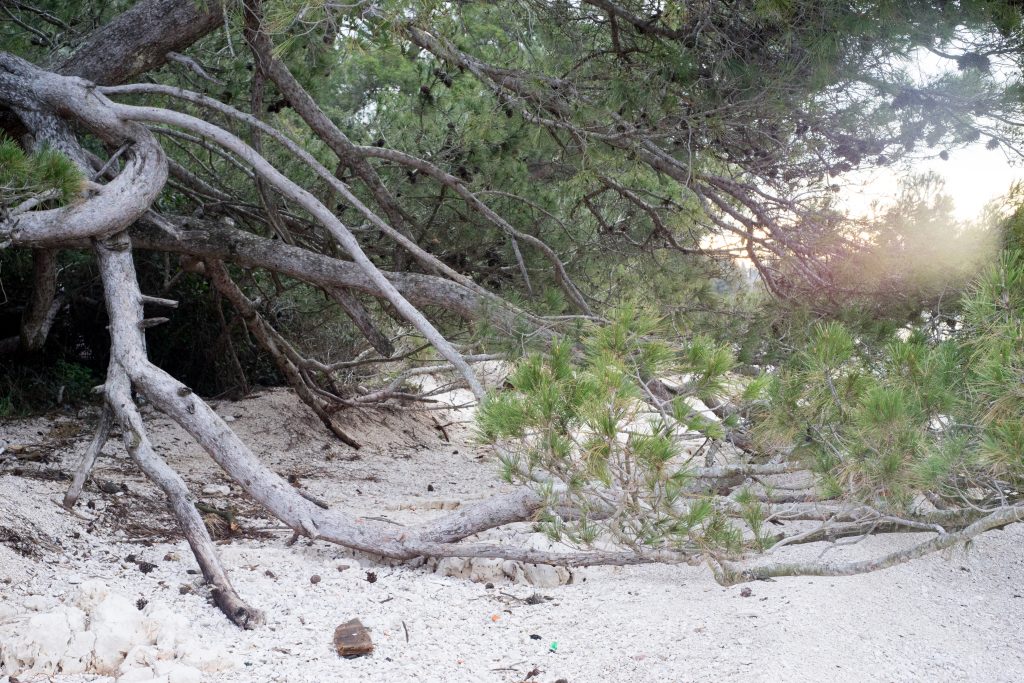 Old Aleppo Pine on the Beach