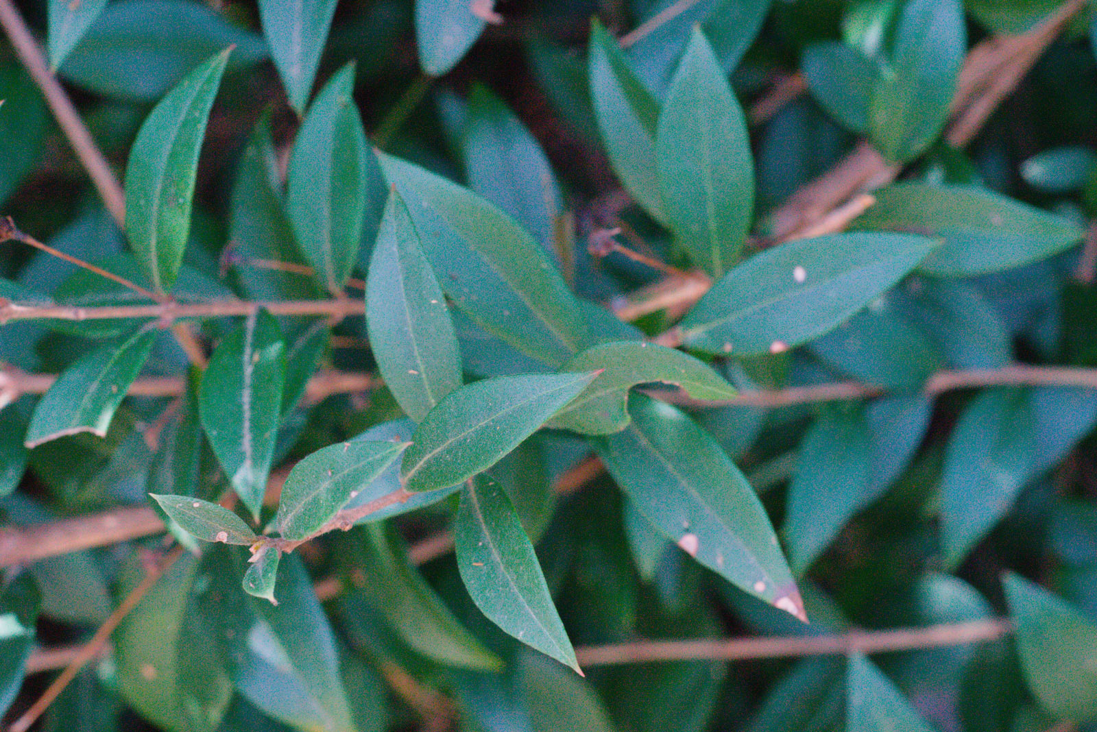 myrtle-mediterranean-forest