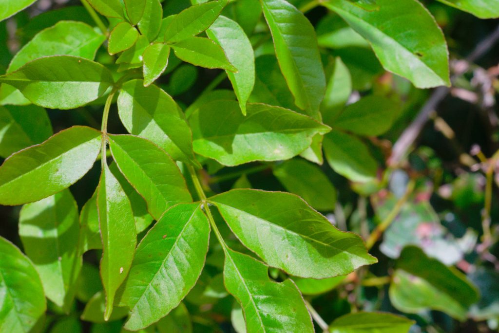 Manna ash leaves Manna ash leaves