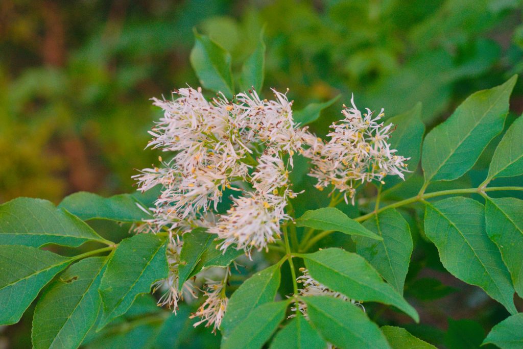 Manna Ash Flower Manna Ash Flower