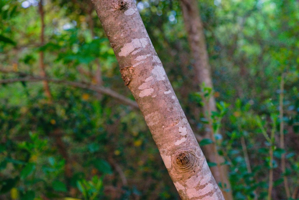 Manna Ash Bark Manna Ash Bark