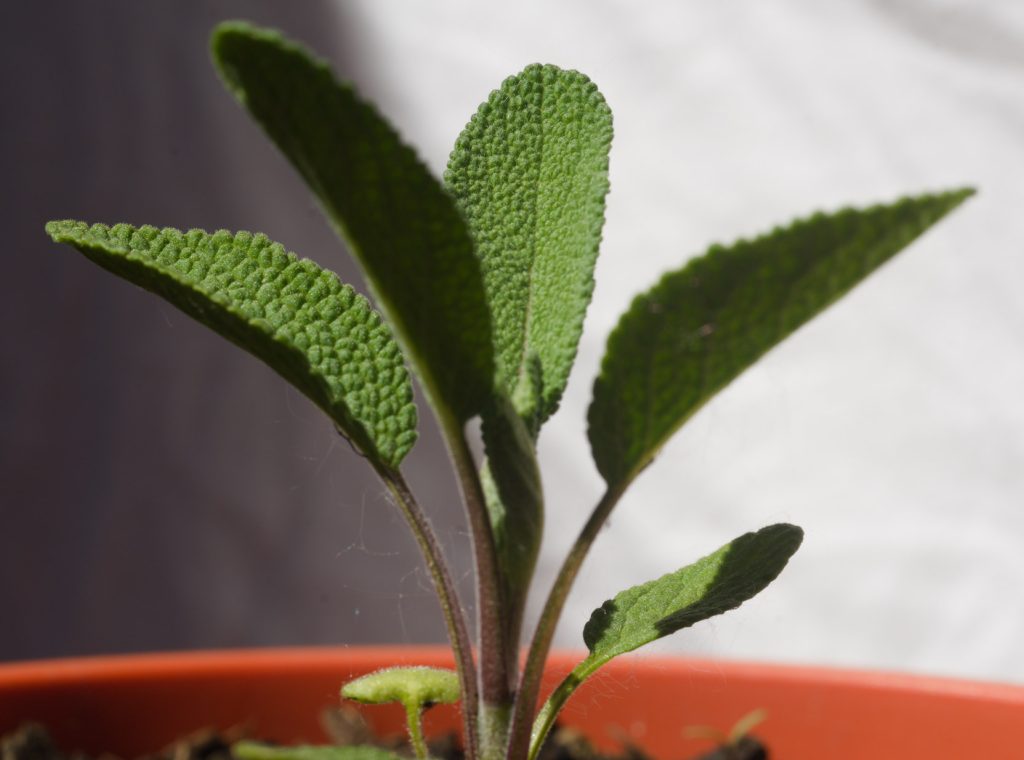 sage sage