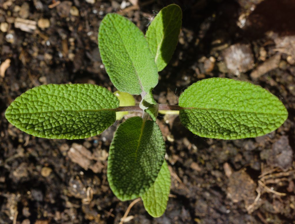 Sage leaves close up Sage leaves close up