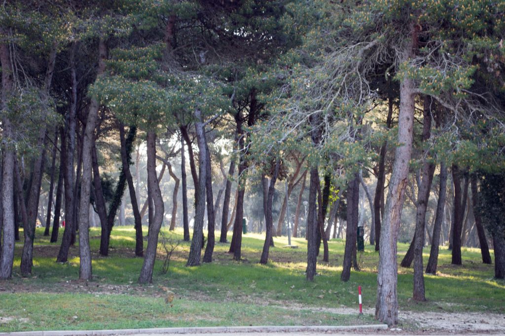 Aleppo Pine Forest