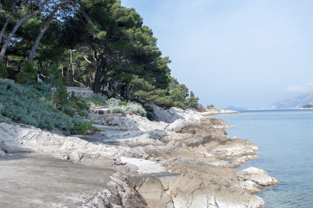 Aleppo Pines by the Sea