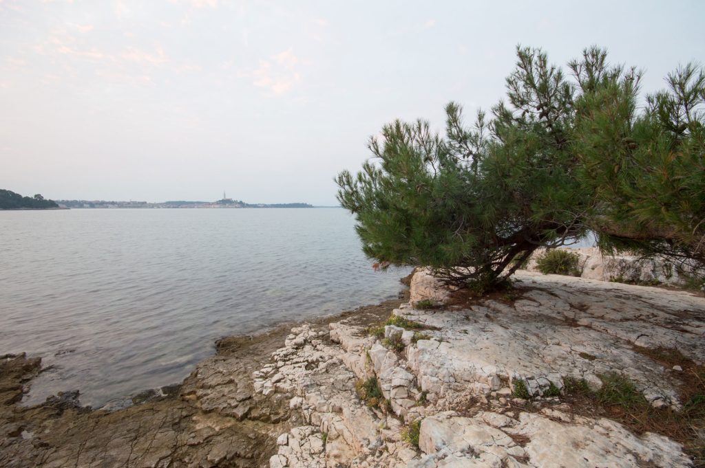 Aleppo Pine With Rovinj (Croatia) on the Background