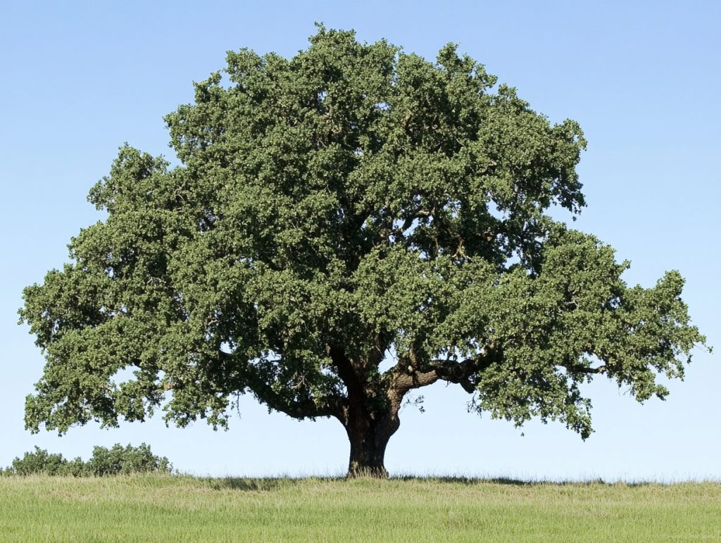 Downy Oak