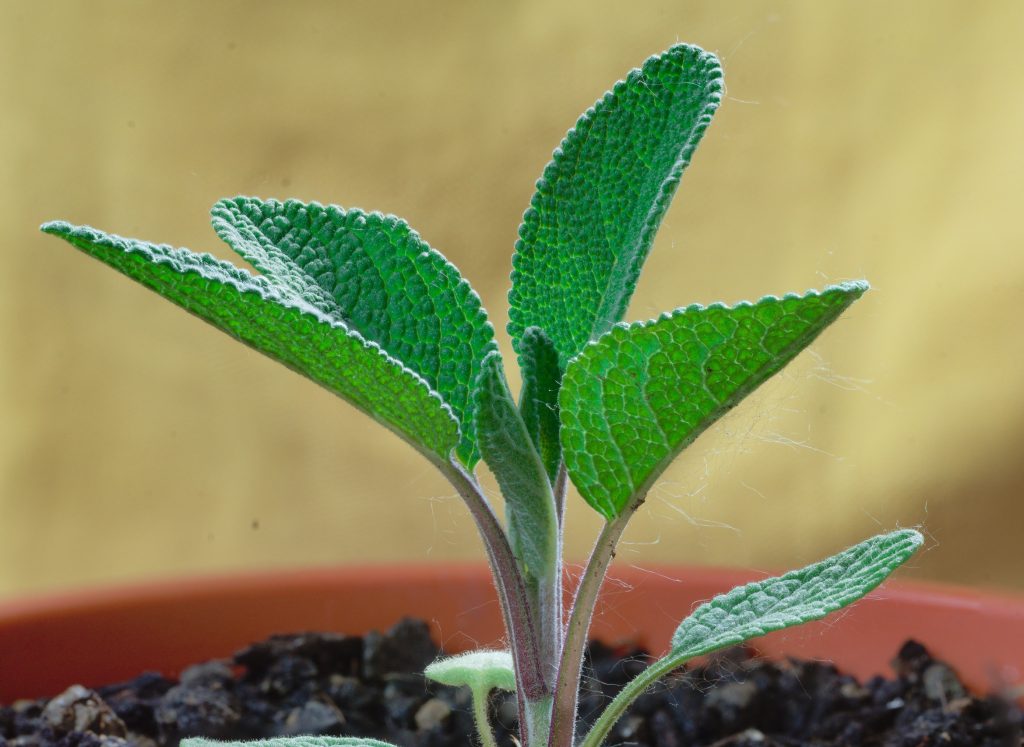 sage