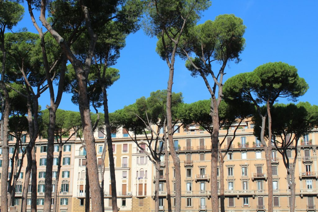 Stone Pine Trees in Rome, Italy