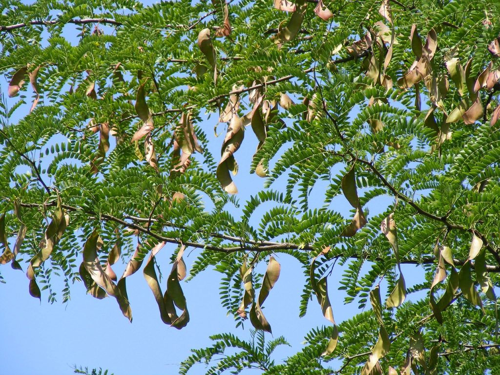 carob tree fruit