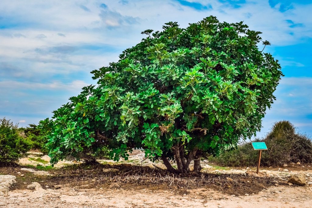 carob tree