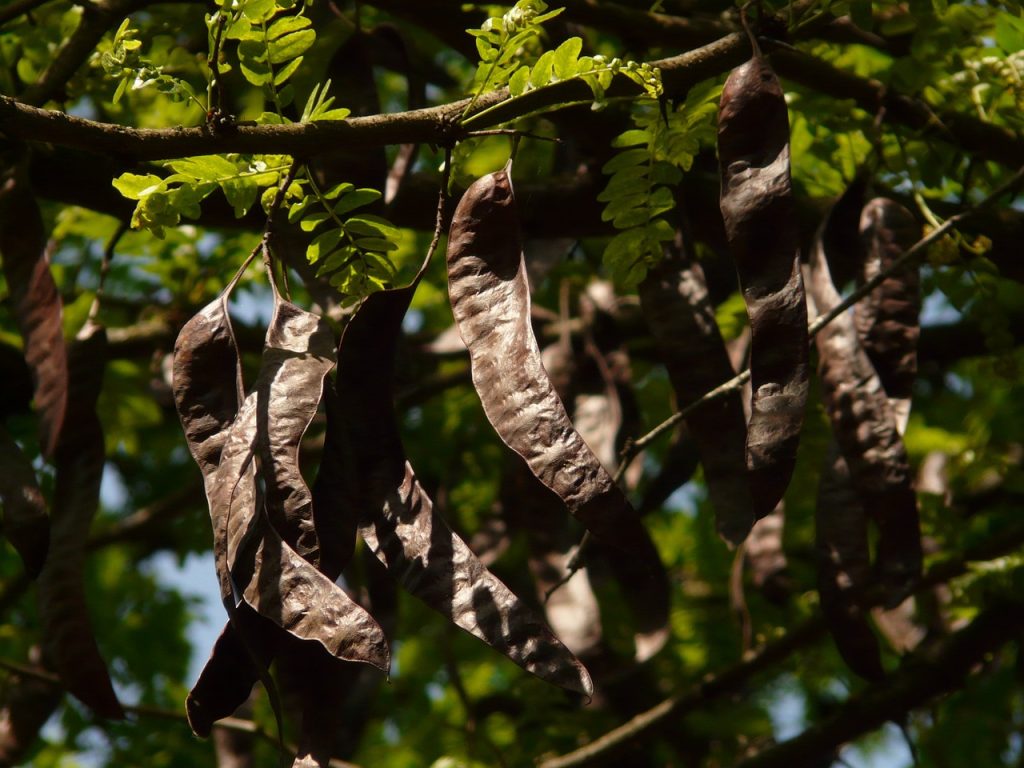 Carob Tree Fruit