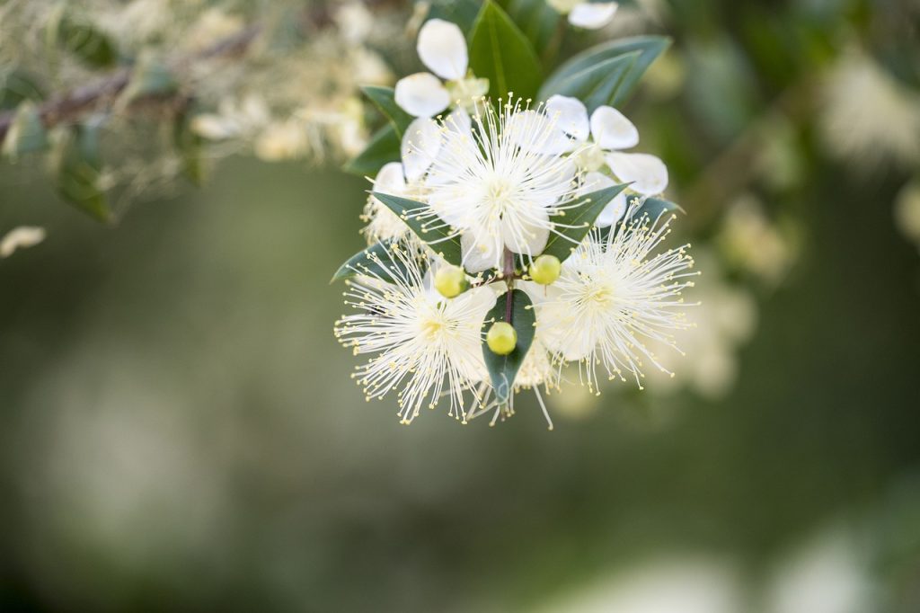 Myrtle Flower