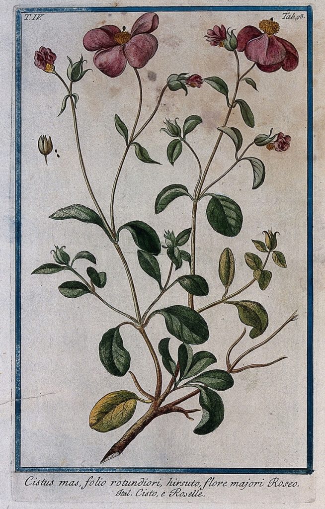 Rock Rose (Cistus incana), Coloured from 18th century