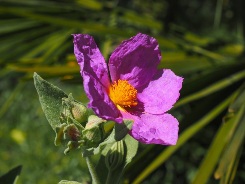 Rock Rose