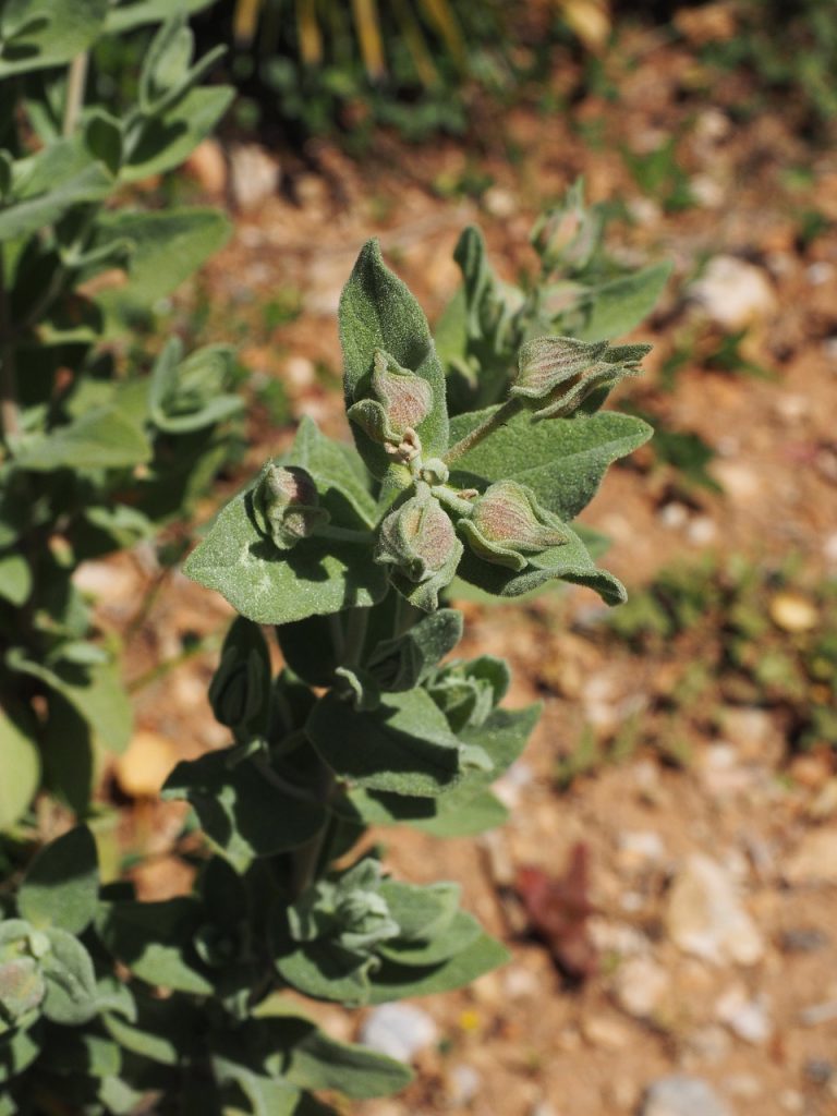 rock rose leaves