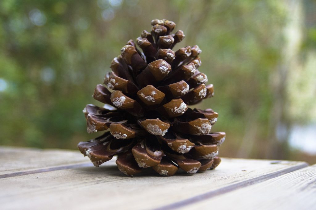 Stone Pine Cone