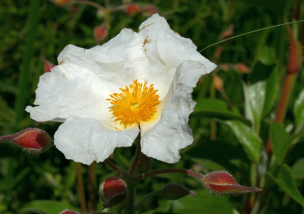 Rock rose With White Flower