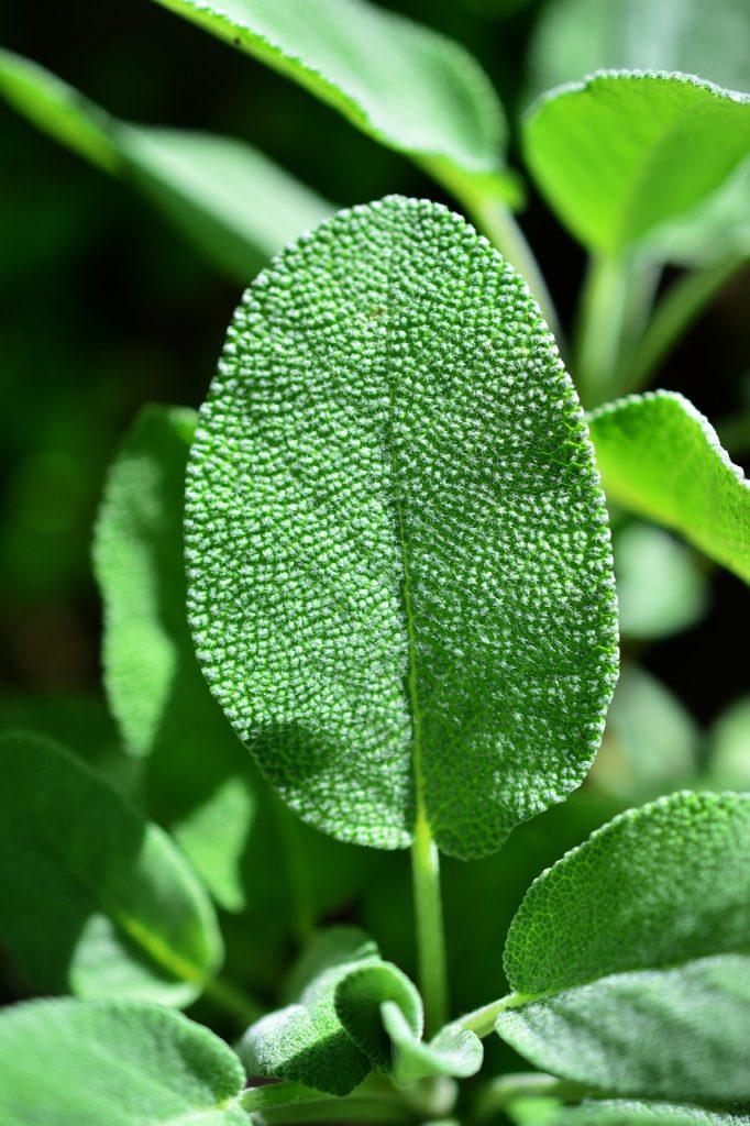 Sage lief close up