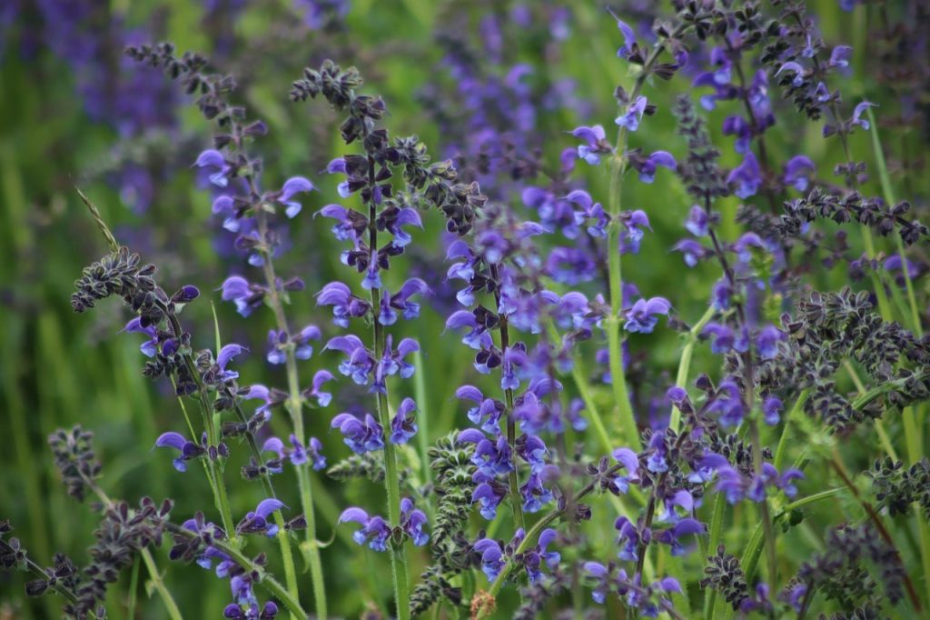 sage flowers