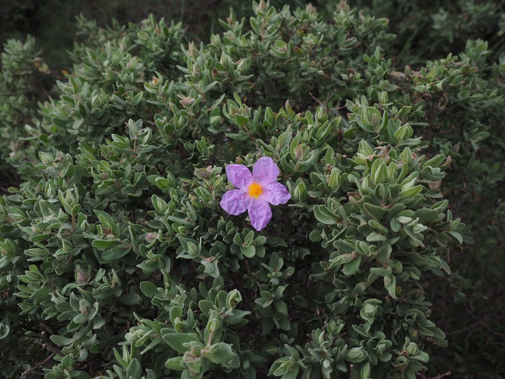 Rockrose