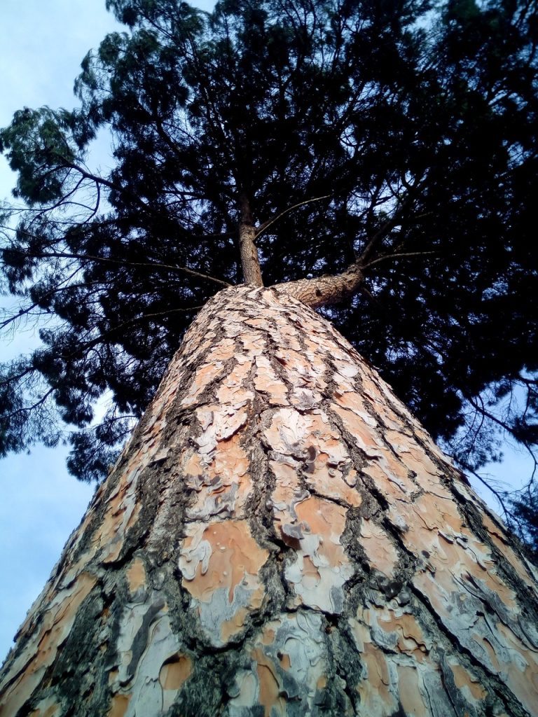 Stone Pine Bark