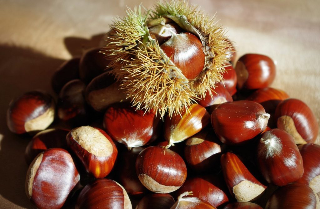 sweet chestnut fruit