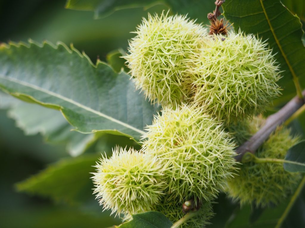 sweet chestnuts