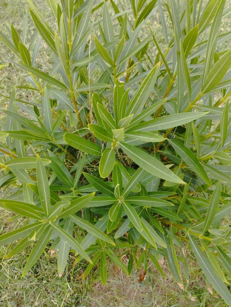 Oleander