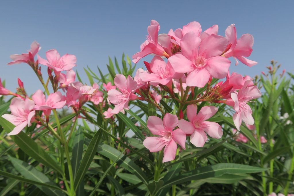 Oleander Flowers