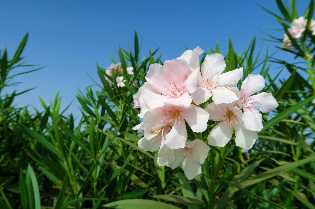 Oleander Flowers