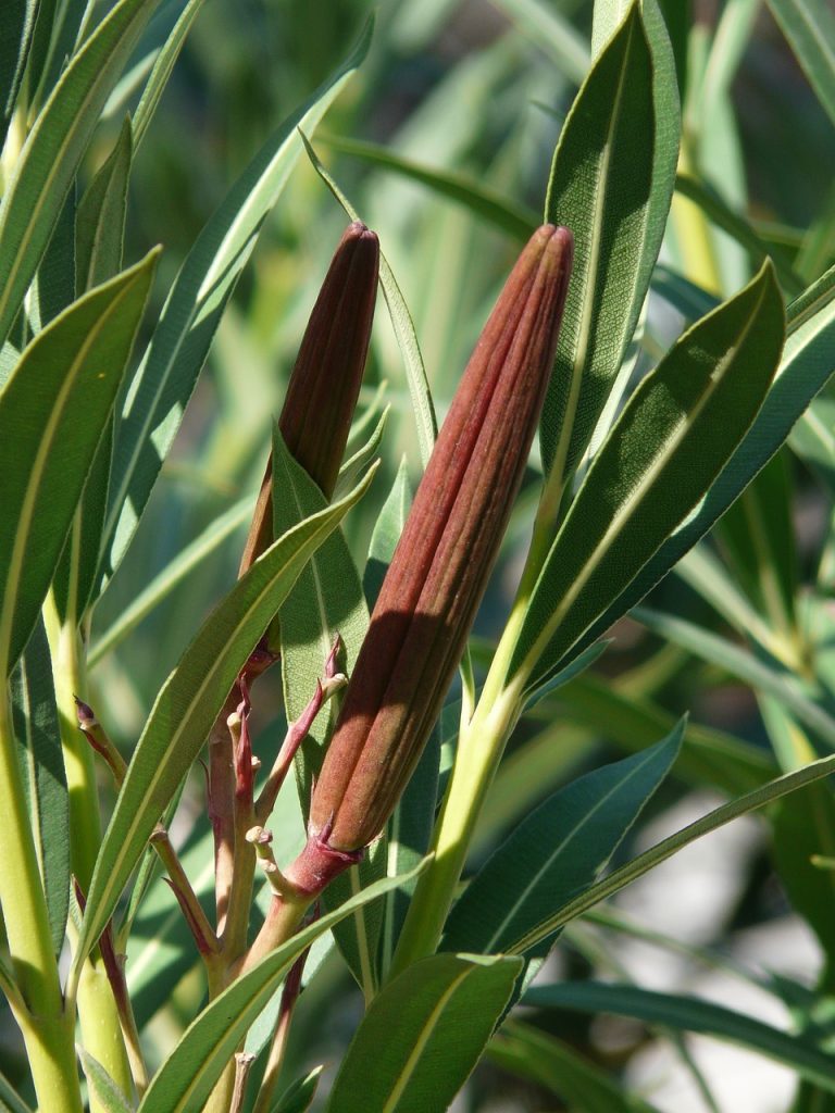 Oleander Fruit