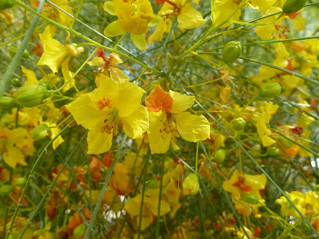 Jerusalem Thorn Flowers