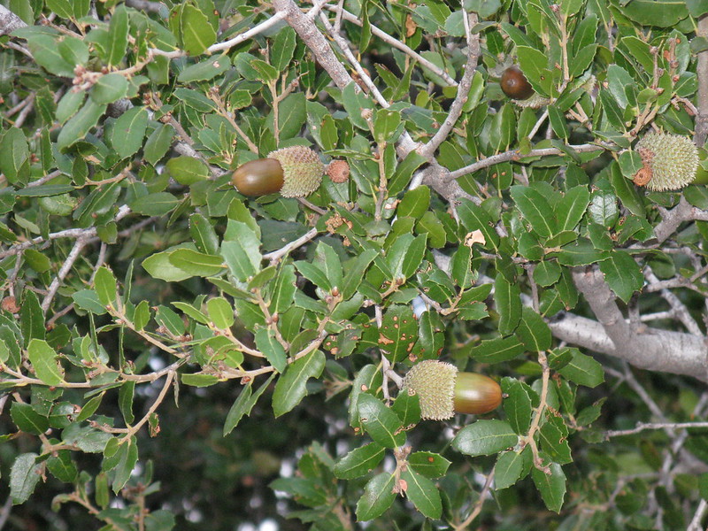 Kermes Oak Fruit