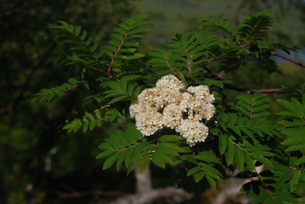 Service Tree Flowers