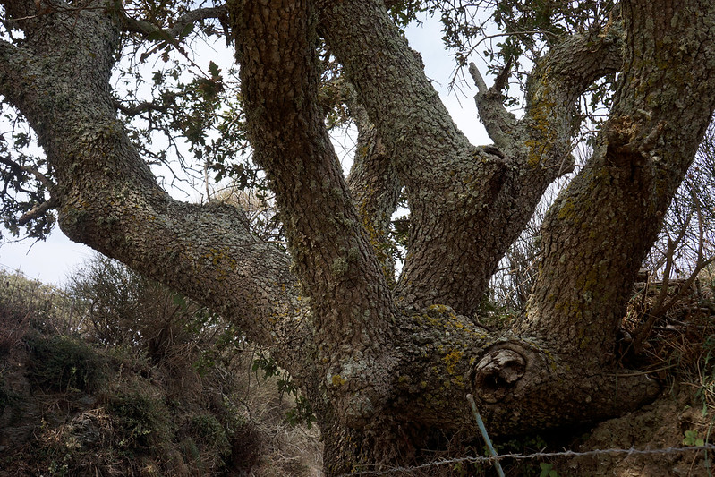 Valonia Oak Bark