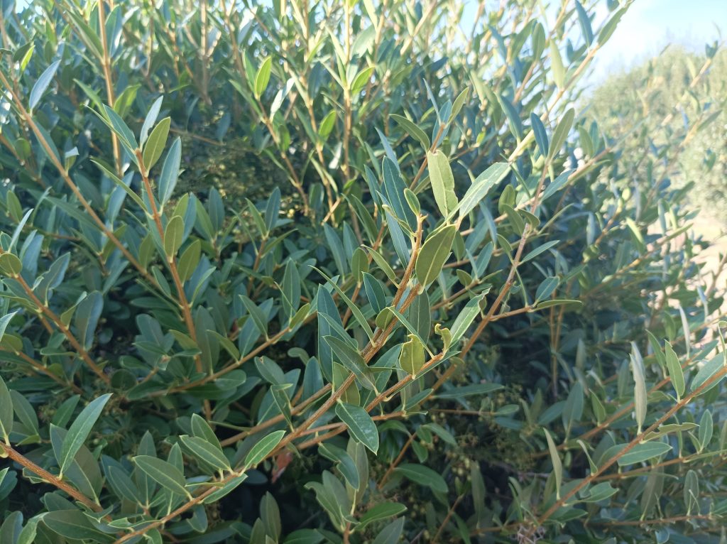 Phillyrea Angustifolia Leaves