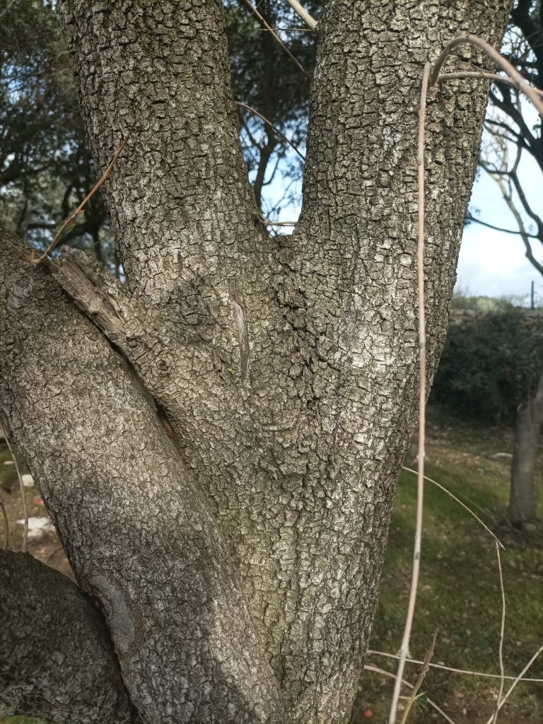 Broad-leaved phillyrea bark