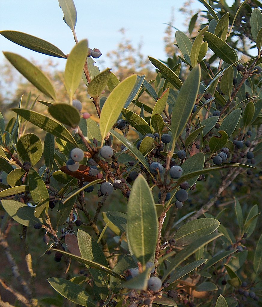 Phillyrea Fruit