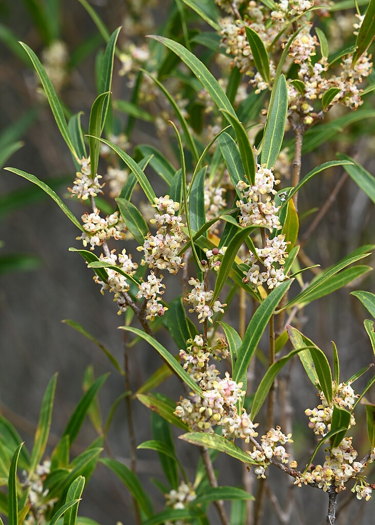 Phillyrea Flowers