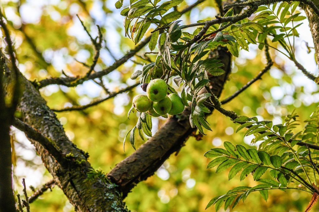 Service Tree Fruit