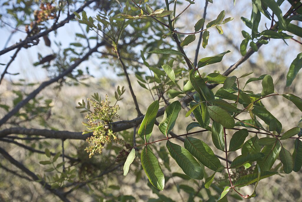 Pistacia Atlantica