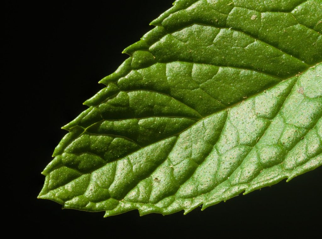 Mint leaf close up Mint leaf close up