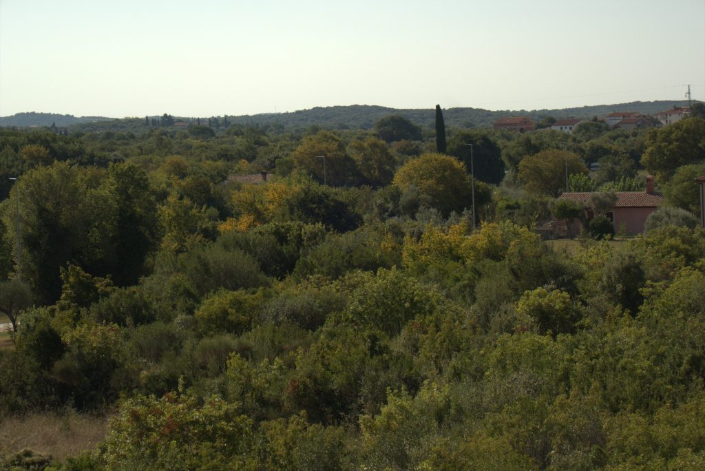 Mediterranean Plants