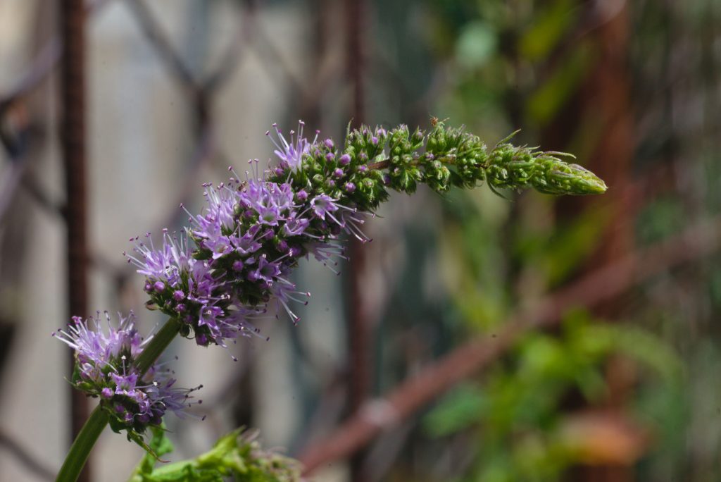 Mint Flower Mint Flower
