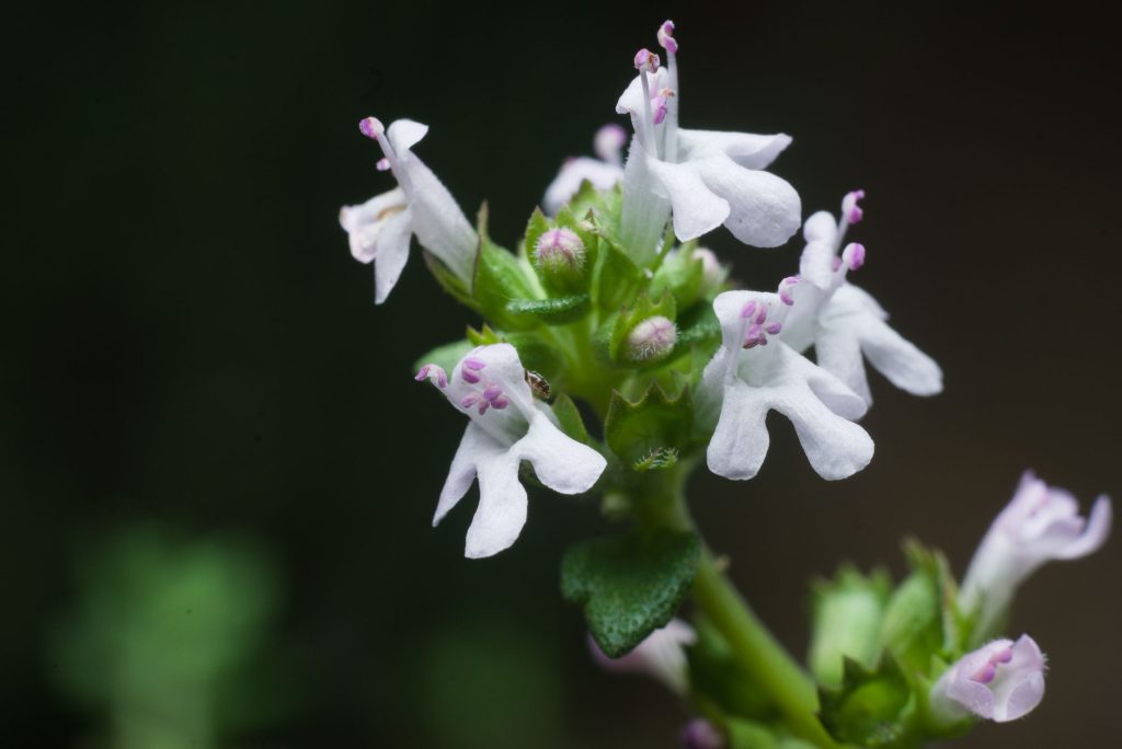 Thyme Flowers Thyme Flowers