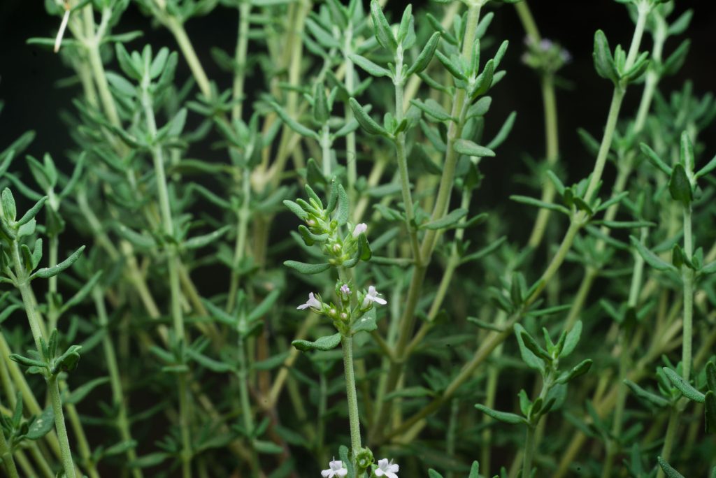 Thyme Thyme