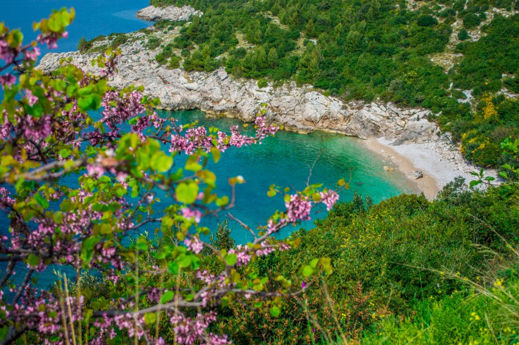 Mediterranean Forest Biome