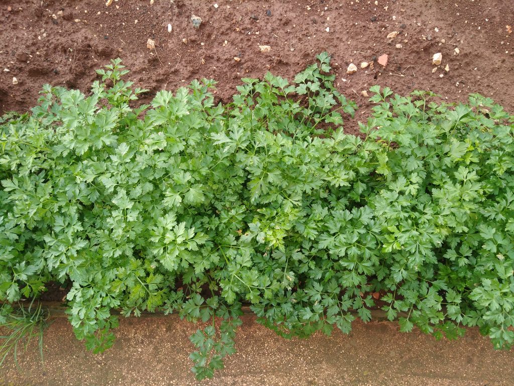 Parsley