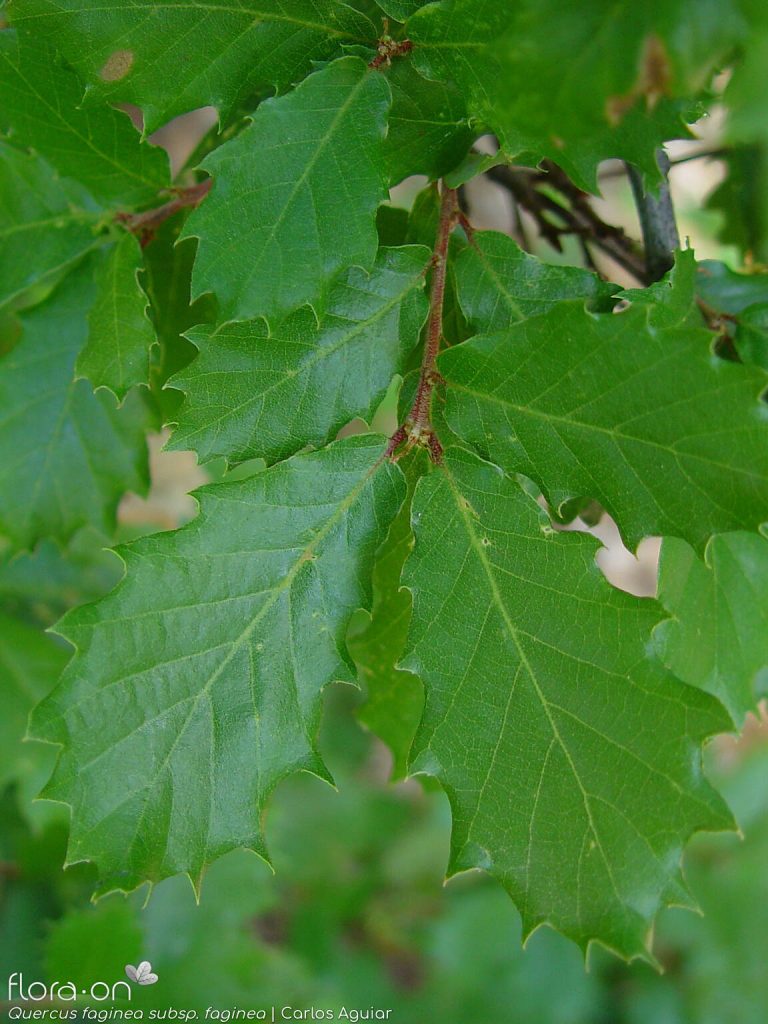 Portuguese Oak Leaves